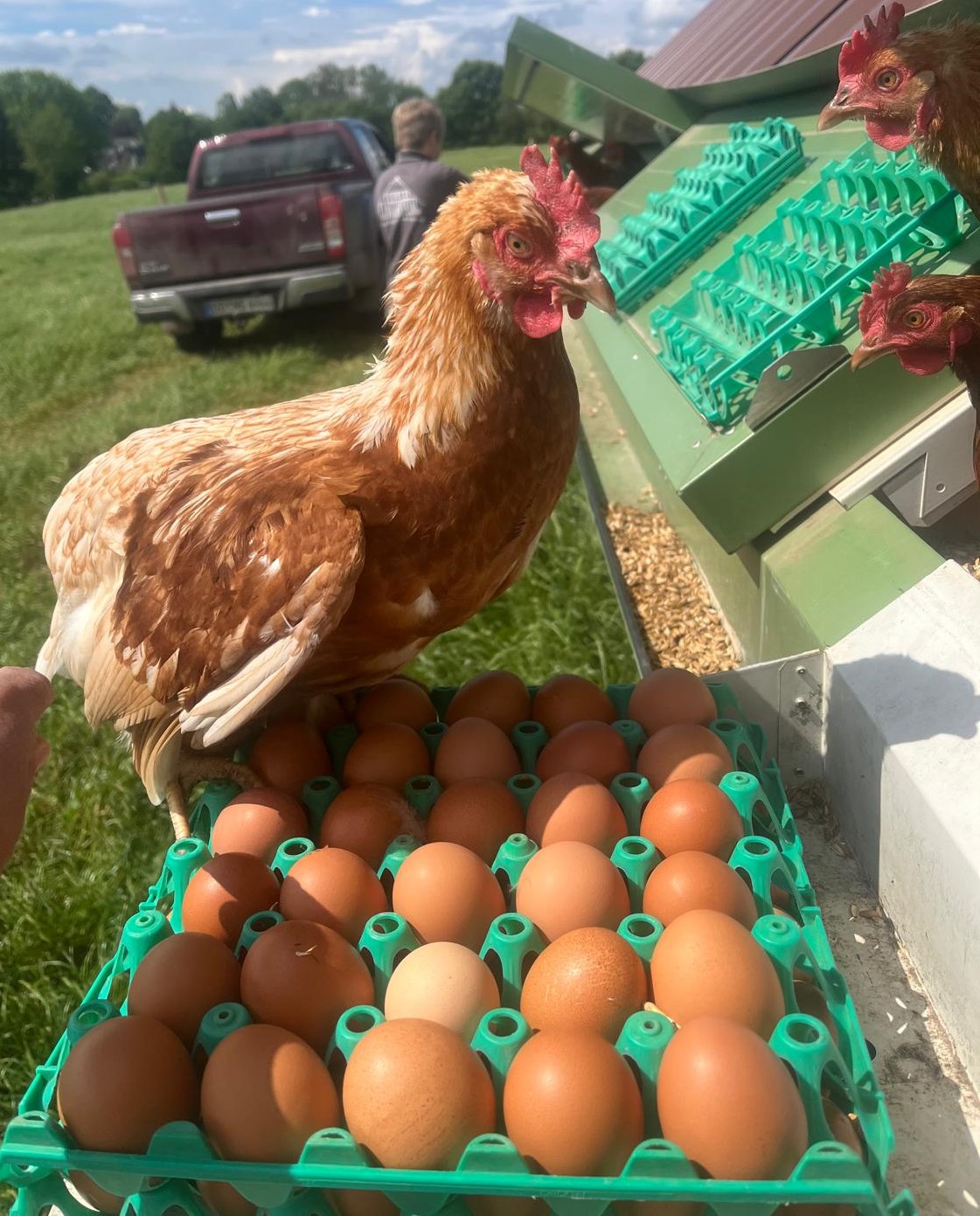 Huhn auf einer Eierpackung