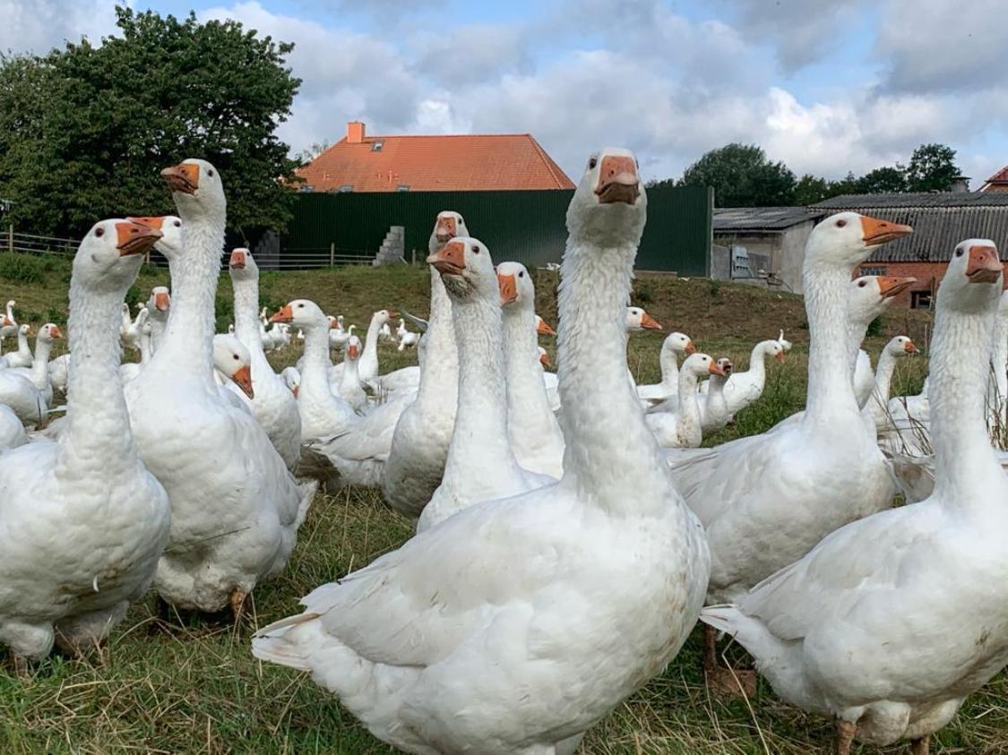Enten und Gänse auf der Wiese