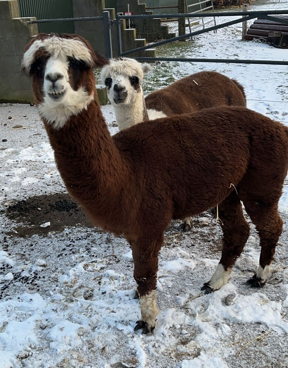 Alpakas