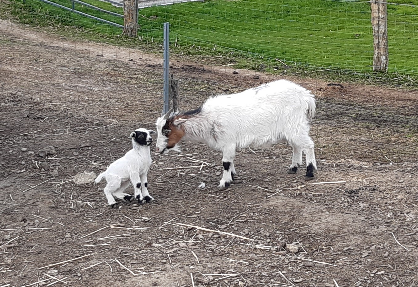 Ziege mit Zicklein